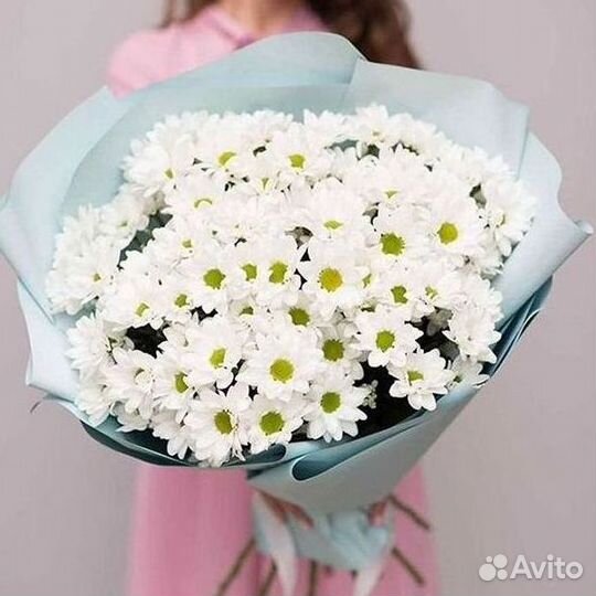 Хризантема