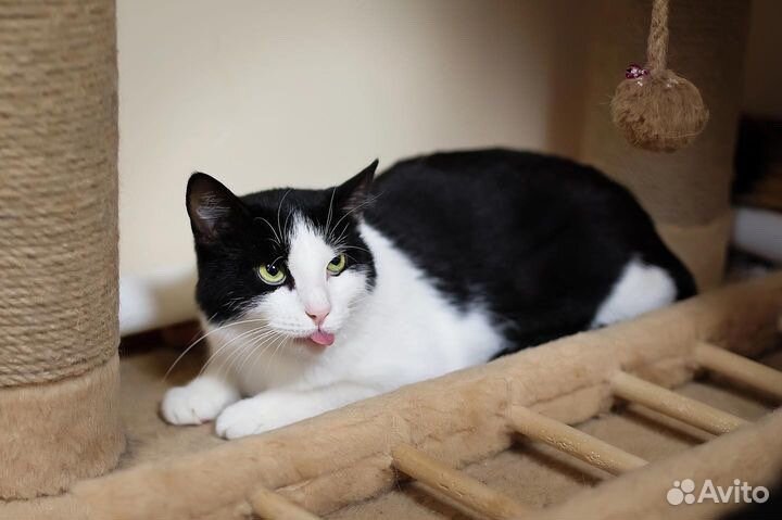 Котик из приюта в добрые руки