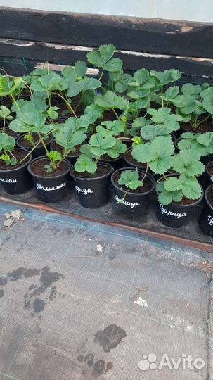 Саженцы клубники