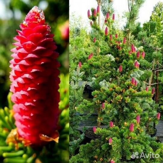 Ели Канадские и другие низкорослые