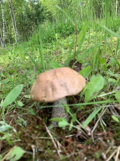 Участок 20 сот. (ИЖС)