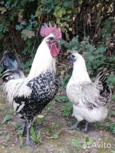 Молодые петухи лакеданзи