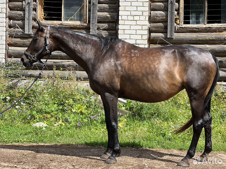 Кобыла РВП 167 в/х