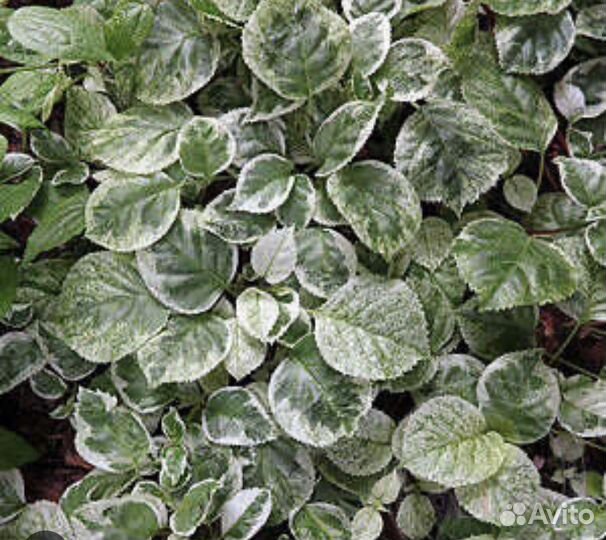 Гортензия черешковая Вариегата Тейк э Шанс