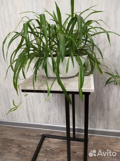 Хлорофитум в кашпо-лодочке