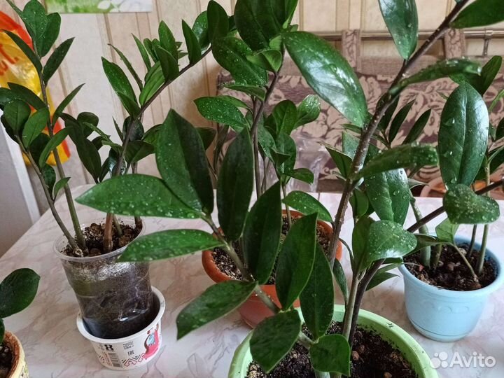 Замиокулькос