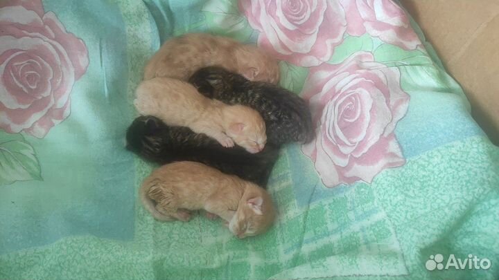 Котята мейн-кун