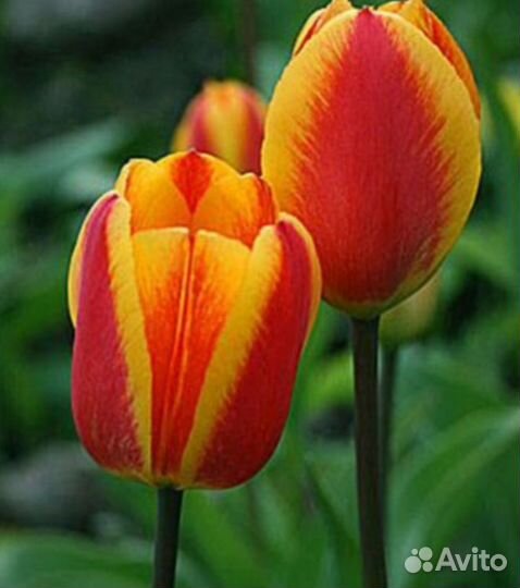 Тюльпаны луковицы 5 сортов