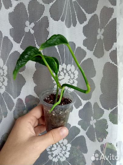 Сингониум, диффенбахия