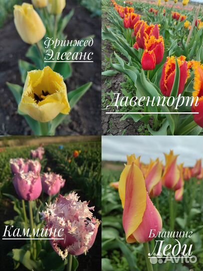 Луковицы сортовых тюльпанов