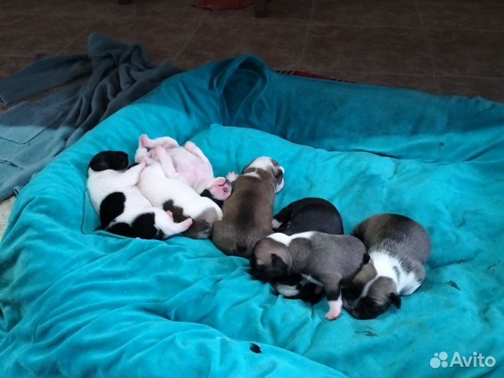 Французский бульдог щенки