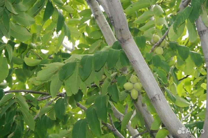 Маньчжурский орех