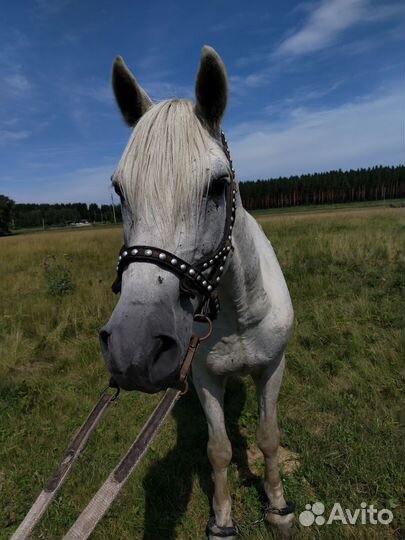 Лошадь мерен