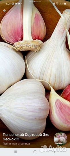 Сортовой Эко Чеснок Любаша,Добрыня,Харьковский фио