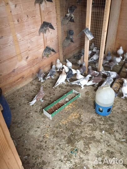 Турецкие голуби (такла)