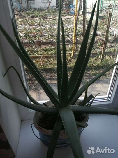 Алоэ лечебный