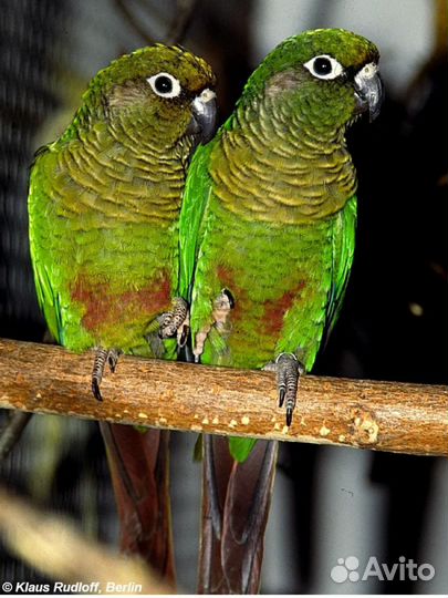 Детки пирруру, выкормыши