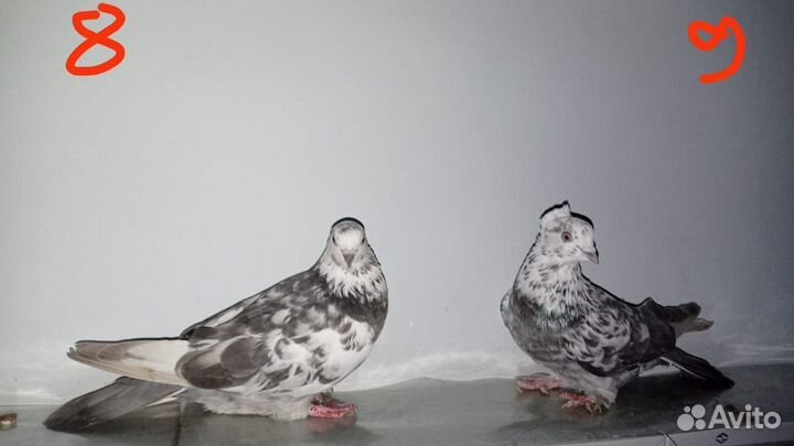 Продажа голубей