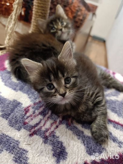 Котенок мейн-кун девочка