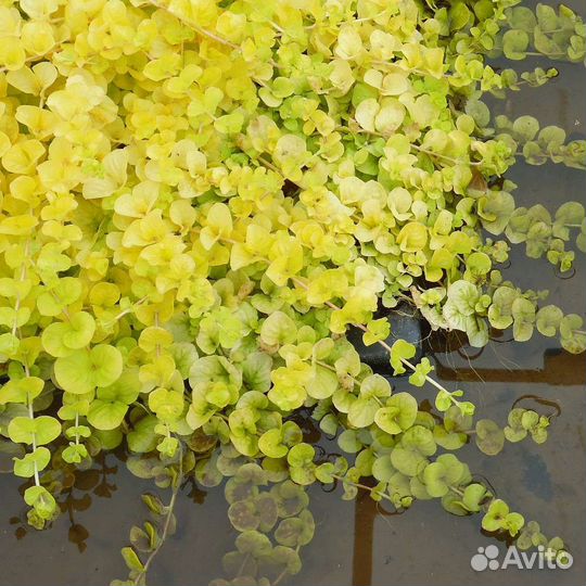 Вербейник монетчатый золотой Бронь