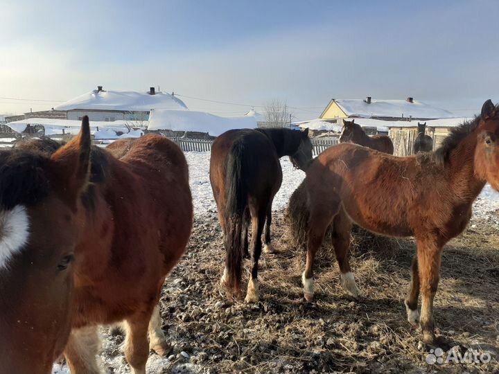 Продажа орловских лошадей