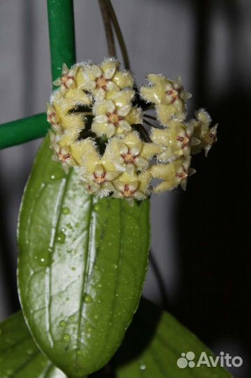 Хойи сортовые