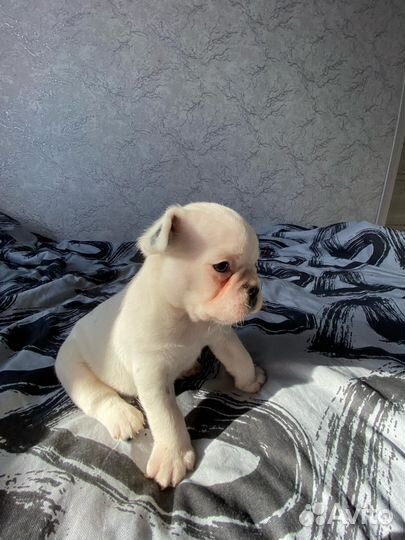 Щенки французского бульдога