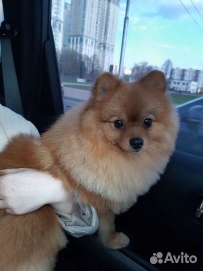 Вязка собак,померанский мини шпиц