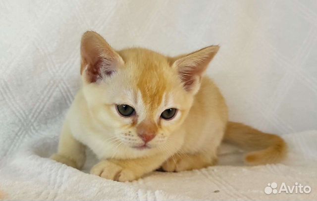 Бурма котята (европейская бурманская) объявление продам