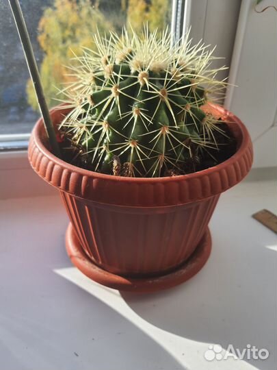 Кактус эхинокактус