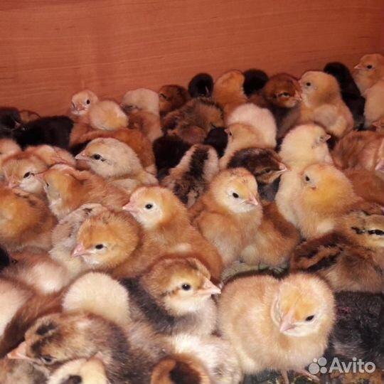 Цыплята и Утята