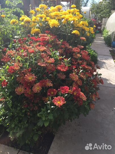 Куст хризантем