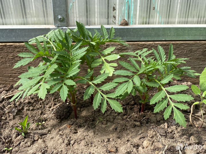 Рассада томатов перцев баклажан цветы