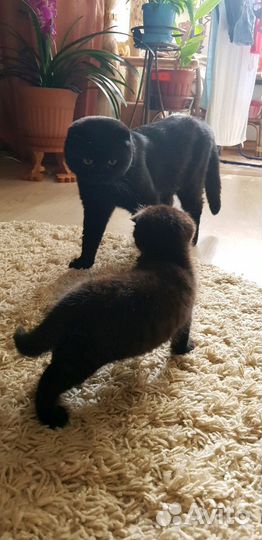 Шотландская