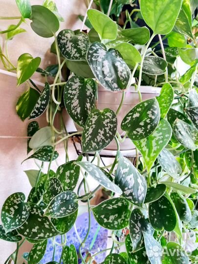 Сциндапсус Аргиреус(пиктус)эпипремнум