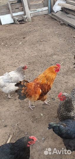Петухи