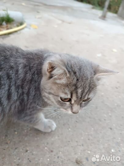 Отдам котёнка