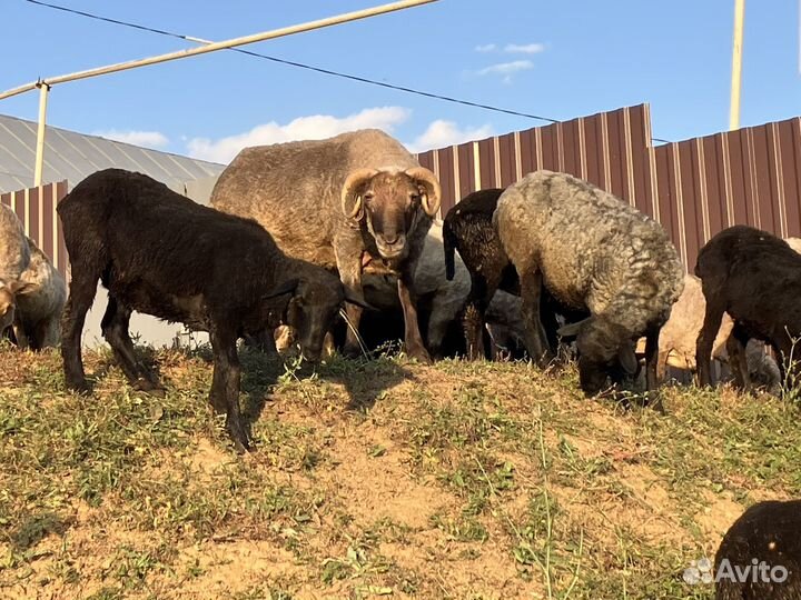 Овцы бараны