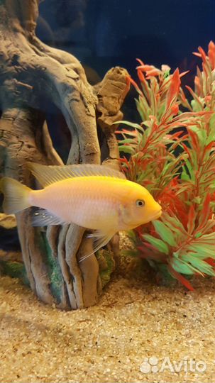 Рыба Цихлида Красная Зебра (Псевдотрофеус эстера)