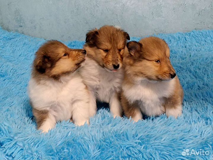 Щенки колли