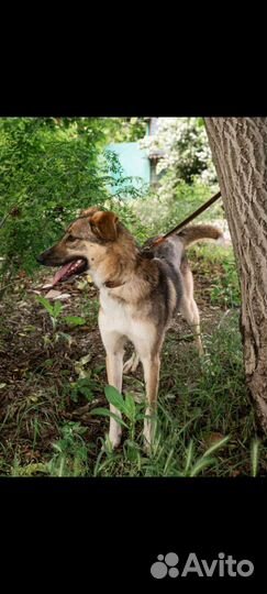 Молодая собака