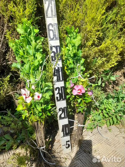 Гибискус древовидный