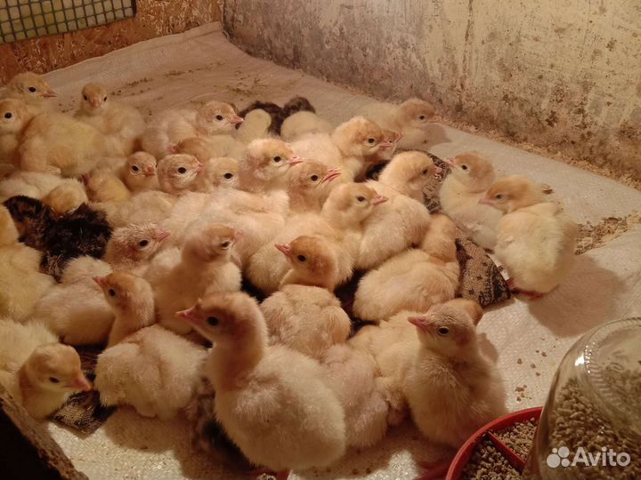 Утята Бройлеры Индюшата Цыплята подрощеные