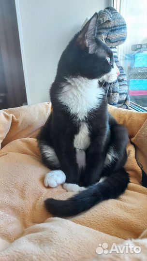 Мальчик в добрые руки