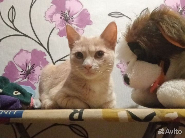 Кошка в дар бесплатно