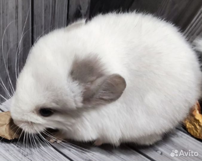 Белая фиолетовая мозаика самец. Цену уточняйте