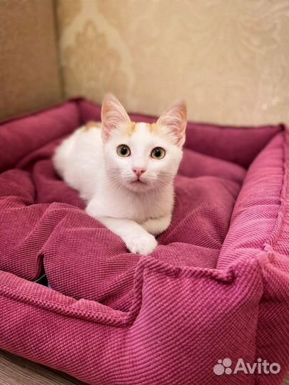 Котик бесплатно в добрые руки