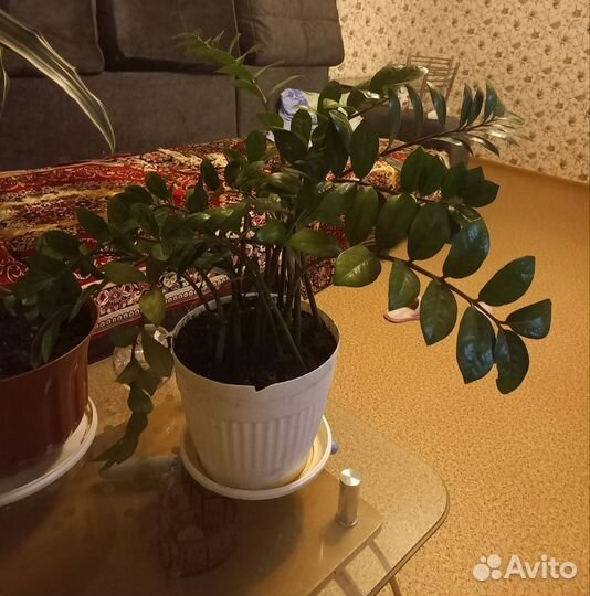 Замиокулькас