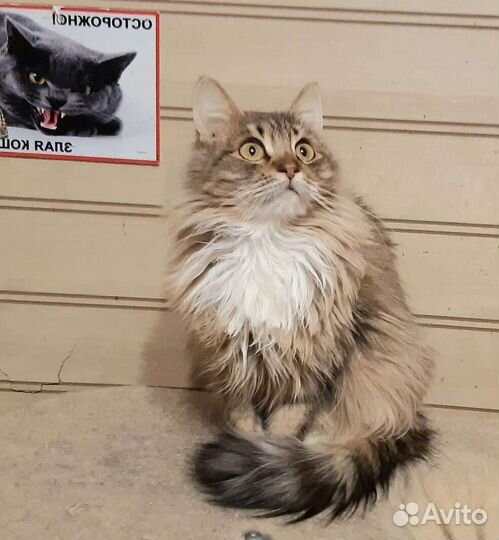 Пушистое облачко Ксюша