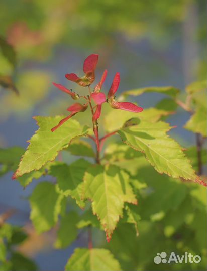 Клен Татарский